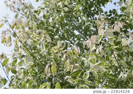 ネグンドカエデ・フラミンゴ 22914229