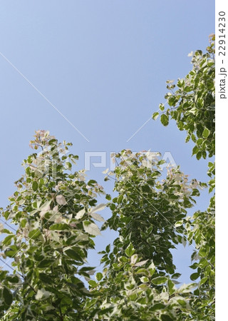 ネグンドカエデ・フラミンゴ ネグンドカエデ・フラミンゴ 22914230