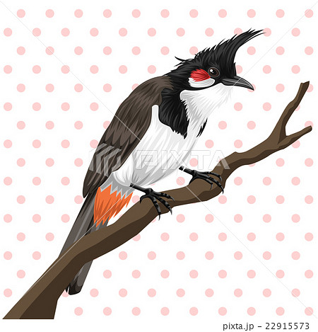 How to Draw a Black-Eyed Bulbul