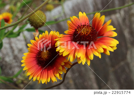 テンニンギク ガイラルディア 花の写真素材