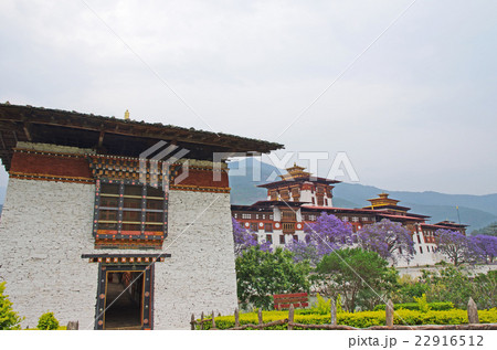 ジャカランダが満開のプナカゾン 22916512