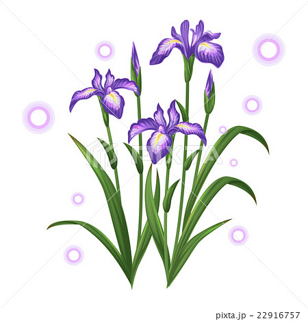 Violet Iris Ayame Flower Illustration Vectorのイラスト素材