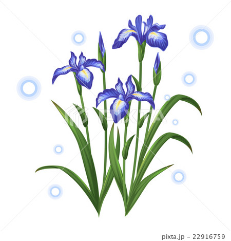 Blue Violet Iris Ayame Flower Illustration Vectorのイラスト素材