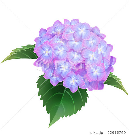 Violet Hydrangea Ajisai Flower Illustration Vectorのイラスト素材