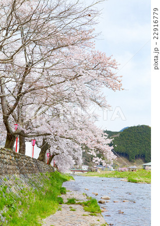 美甘宿場桜 旧出雲街道美甘宿の町裏の新庄川堤防に咲く桜並木 の写真素材