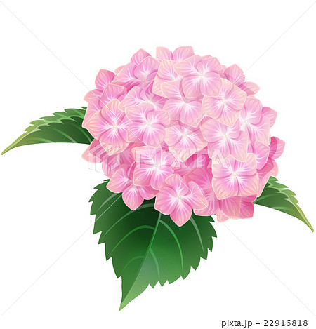 pink hydrangea,ajisai,flower, floral, blossom, ill 22916818