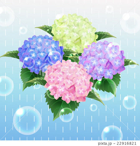 4 Colour Hydrangea Ajisai Flower Illustration Stock Illustration