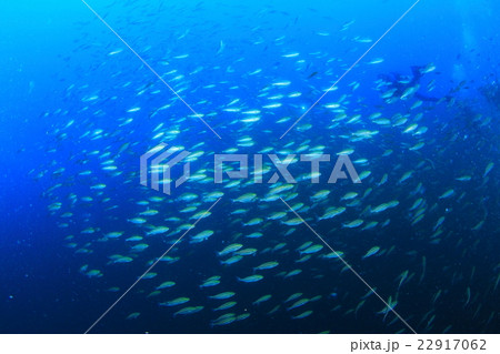 伊豆の海 伊豆の海 22917062