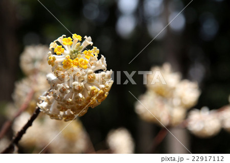 ミツマタ 22917112