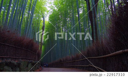 竹林の道 竹林の道 22917310