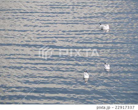 seagulls in yokohama japan seagulls in yokohama japan 22917337