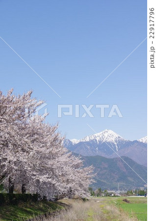 春の信州安曇野　北アルプス常念岳などをバックに桜並木のある風景　縦 22917796