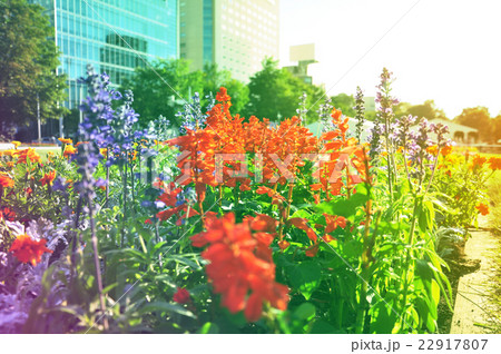 Bed of lavender blooming in the sunset Bed of lavender blooming in the sunset 22917807