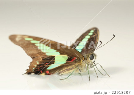 アオスジアゲハの美しい羽根 白背景 アオスジアゲハの美しい羽根 白背景 22918207