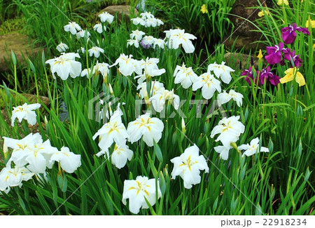 花菖蒲 22918234