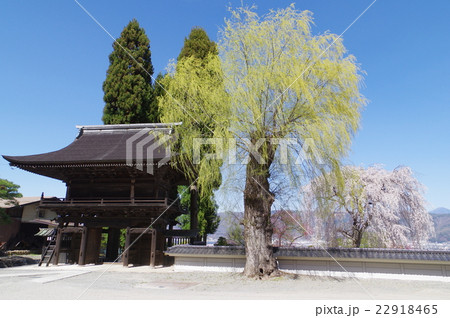 信州　諏訪の寺院　江音寺　山門と桜・シダレヤナギ 22918465
