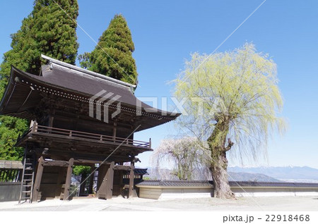 信州 諏訪の寺院 江音寺の春の光景 山門とシダレヤナギ 信州 諏訪の寺院 江音寺の春の光景 山門とシダレヤナギ 22918468