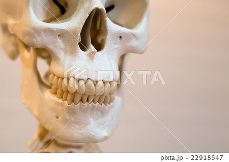 骸骨の模型の写真素材