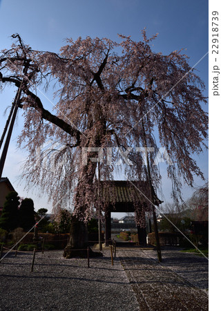 枝垂桜 22918739
