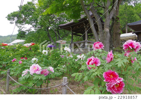 信州 伊那の寺院 遠照寺(おんしょうじ) 牡丹寺として有名 5月中旬頃が見ごろ 信州 伊那の寺院 遠照寺(おんしょうじ) 牡丹寺として有名 5月中旬頃が見ごろ 22918857