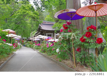 信州　伊那の寺院　遠照寺（おんしょうじ）　牡丹寺として有名　５月中旬頃が見ごろ 22918861