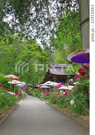 信州　伊那の寺院　遠照寺（おんしょうじ）　牡丹寺として有名　５月中旬頃が見ごろ 22918863
