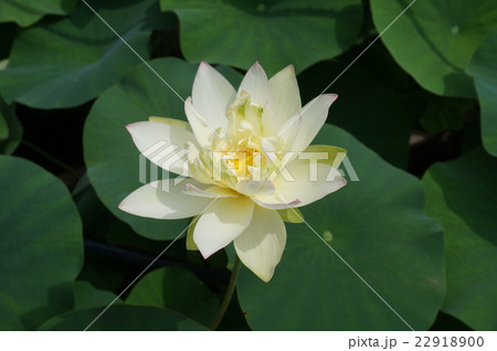 【西国三十三所】第十番 三室戸寺に咲く黄色いハスの花 京都府宇治市 【西国三十三所】第十番 三室戸寺に咲く黄色いハスの花 京都府宇治市 22918900