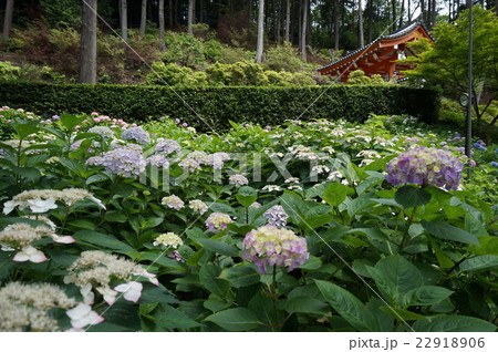 【西国三十三所】第十番 三室戸寺に咲き競う紫陽花と山門 京都府宇治市 【西国三十三所】第十番 三室戸寺に咲き競う紫陽花と山門 京都府宇治市 22918906