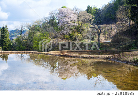 越後の棚田の春 22918938