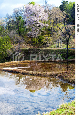 越後の棚田の春 22918942