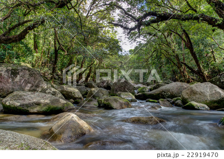 Mossman river gorge Mossman river gorge 22919470