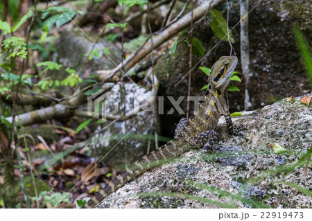Australian Water Dragon 22919473