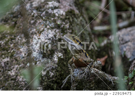 Australian Water Dragon 22919475