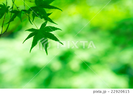 新緑（青モミジ） 22920615