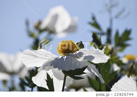 大柄な白い花マティリアポピーの花の写真素材