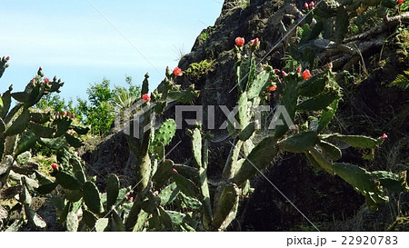 サボテン 22920783