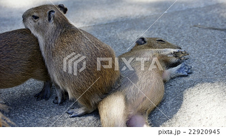 カピバラ 22920945