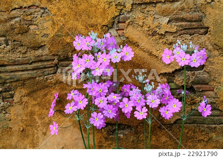 Lunaria Annua, Purple flowers against yellow wall  22921790