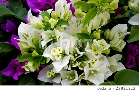 White and purple bougainvillea flowers  22921812