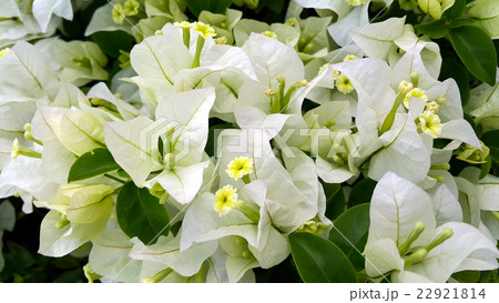 White bougainvillea flowers with green leaves 22921814