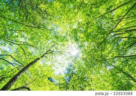 新緑エコイメージ 新緑エコイメージ 22923088