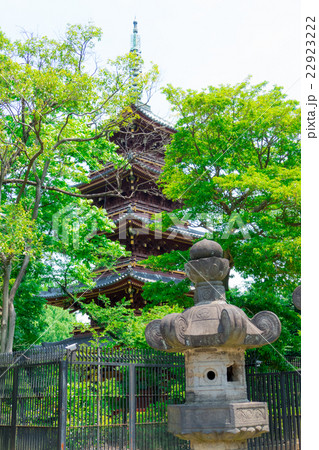 旧寛永寺　五重塔　灯篭 22923222