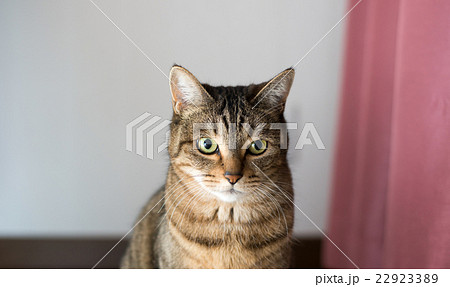 ねこ 22923389