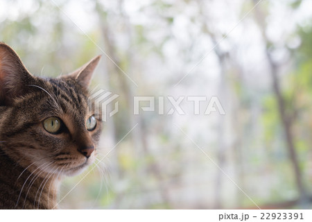 ねこ 22923391