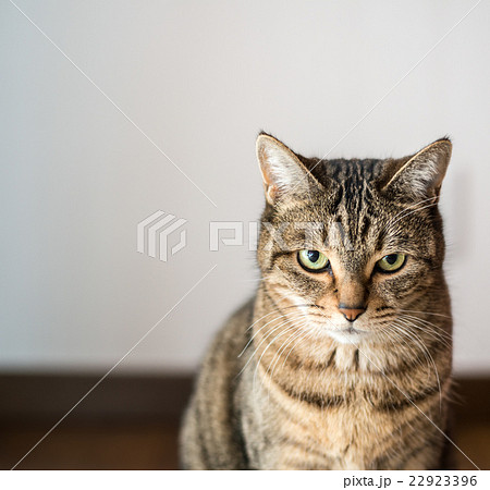 ねこ ねこ 22923396