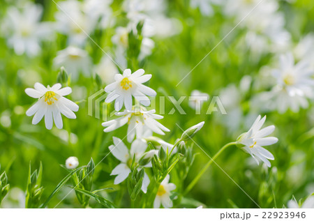 White spring flowers 22923946