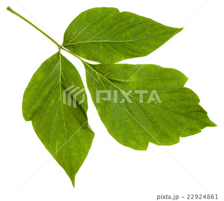 twig with  leaves of Acer negundo (maple ash)  22924861
