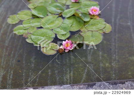 スイレン 22924969