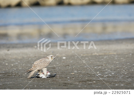 珍鳥！シロハヤブサがミツユビカモメを捕えた！ 22925071