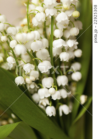 lilies of the valley   22925308